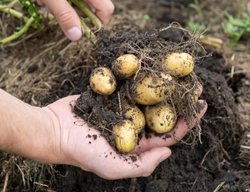 Freshly Dug Potatoes
Shutterstock.com
New York, NY