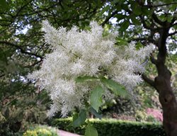 Fringe Tree, Chionanthus Virginicus, White Flowering Tree
Shutterstock.com
New York, NY