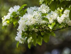 Fringe Tree Flowers, Chionanthus Virginicus
Shutterstock.com
New York, NY