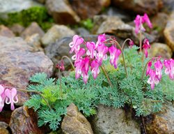 Fringed Bleeding Heart, Dicentra Eximia, Deer Proof Perennial 
Ball Horticultural Company
Chicago, IL