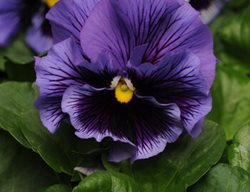 Frizzle Sizzle Blue Pansy, Blue Pansy Flower
Proven Winners
Sycamore, IL