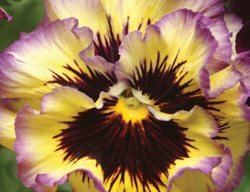 Frizzle Sizzle Lemonberry Pansy, Ruffled Pansy Flower
Proven Winners
Sycamore, IL