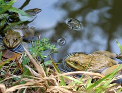 Frogs, Pond, Native Garden
Shutterstock.com
New York, NY