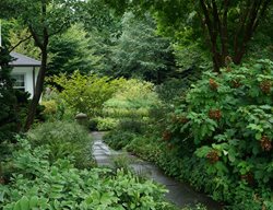 Front Garden, Garden Plants
Rick Darke LLC
Landenberg, PA