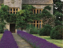 Front Path Lined With Clipped Lavender
Garden Design
Calimesa, CA