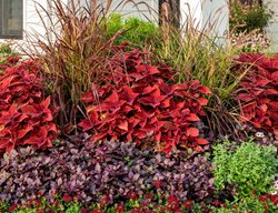 Front Porch Garden With Red Foliage
Proven Winners
Sycamore, IL