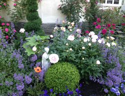 Front Rose Garden, Perennials
Casey Pradelli (Homeowner)
Haverford, PA