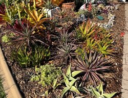 Front Yard With Succulents
Garden Design
Calimesa, CA