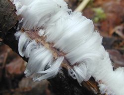 Frost, Flower
Garden Design
Calimesa, CA