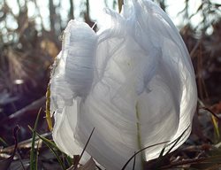 Frost, Flower
Garden Design
Calimesa, CA