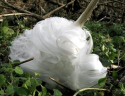 Frost, Flower
Garden Design
Calimesa, CA