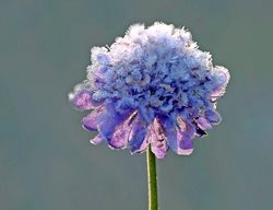 Frost On Flower
Pixabay
