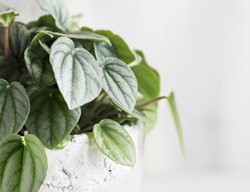 Frost Peperomia, Peperomia Caperata
Shutterstock.com
New York, NY