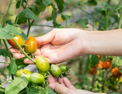 Fruit Harvest
Garden Design
Calimesa, CA