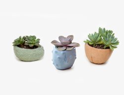 Fruit Planter
Garden Design
Calimesa, CA