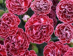 Fruit Punch Cherry Vanilla Dianthus, Pinks, Dianthus
Proven Winners
Sycamore, IL