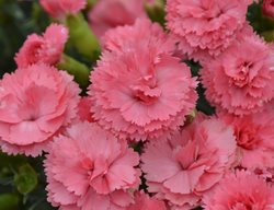 Fruit Punch Classic Coral Dianthus, Dianthus, Pinks, Coral Pink Flowers
Proven Winners
Sycamore, IL