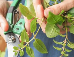 Fuchsia Cuttings
Shutterstock.com
New York, NY