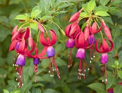 Fuchsia Flowers, Flowering Plant, Red And Purple Flowers
Garden Design
Calimesa, CA