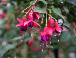 Fuchsia Flowers
Shutterstock.com
New York, NY