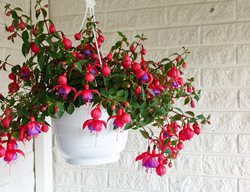 Fuchsia Hanging Basket, Red And Purple Fuchsia
Shutterstock.com
New York, NY