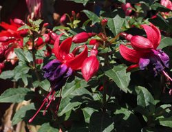 Fuchsia, Pink And Purple Flower
Pixabay
