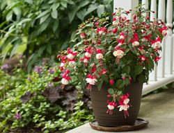 Fuchsia Plant In Pot
Shutterstock.com
New York, NY