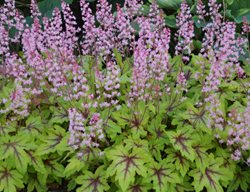 Fun And Games® 'eye Spy' Heucherella, Foamy Bells
Proven Winners
Sycamore, IL