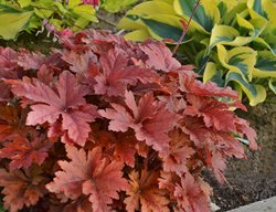 Fun And Games® 'hopscotch' Heucherella, Foamy Bells
Proven Winners
Sycamore, IL