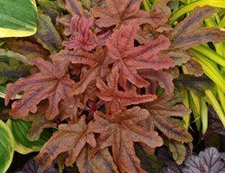 Fun And Games® 'red Rover' Heucherella, Foamy Bells
Proven Winners
Sycamore, IL