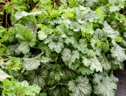Fun And Games® Shadow Tag Heucherella, Heucherella Hybrid
Proven Winners
Sycamore, IL