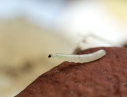 Fungus Gnat Larvae
Shutterstock.com
New York, NY