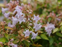 Funshine Abelia, Abelia Grandiflora, Flowering Shrub
Proven Winners
Sycamore, IL