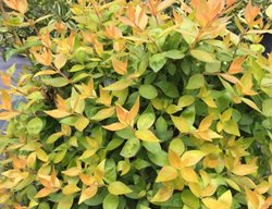 Funshine Abelia, Abelia Grandiflora
Proven Winners
Sycamore, IL