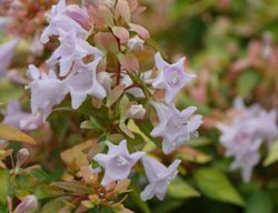 Funshine Abelia, Ableia Grandiflora
Proven Winners
Sycamore, IL