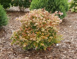 Funshine Abelia, Evergreen Shrub
Proven Winners
Sycamore, IL