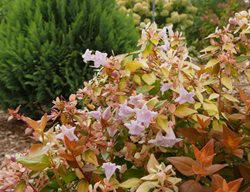 Funshine Abelia Plant, Abelia Grandiflora
Proven Winners
Sycamore, IL