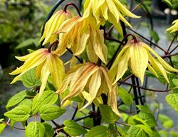 Funyella Clematis, Yellow Clematis Vine
Proven Winners
Sycamore, IL
