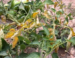 Fusarium Wilt On Tomato Plant, Tomato Disease
Shutterstock.com
New York, NY