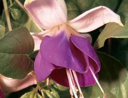 Fuschia, Lena, Firecracker, Shade Annual
Proven Winners
Sycamore, IL