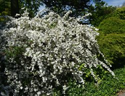 Fuzzy Deutzia, Deutzia Scabra
Shutterstock.com
New York, NY