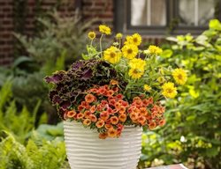Gaillardia Container Recipe, Potted Plants With Gaillardia
Proven Winners
Sycamore, IL