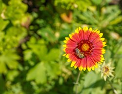 Gaillardia Flower With Bee
Shutterstock.com
New York, NY