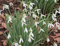 Galanthus Atkinsii, Snowdrop
Shutterstock.com
New York, NY