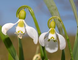 Galanthus Elwesii, Giant Snowdrop
Shutterstock.com
New York, NY