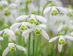 Galanthus
Garden Design
Calimesa, CA