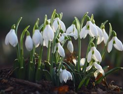 Galanthus Nivalis, Common Snowdrop, White Flower
Shutterstock.com
New York, NY