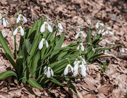 Galanthus Plicatus, Crimean Snowdrop
Shutterstock.com
New York, NY
