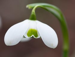 Galanthus, Snowdrop, Hippolyta
Alamy Stock Photo
Brooklyn, NY