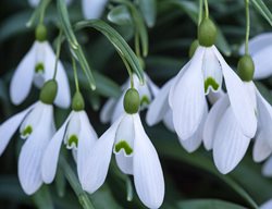 Galanthus, Snowdrop, S Arnott
Alamy Stock Photo
Brooklyn, NY